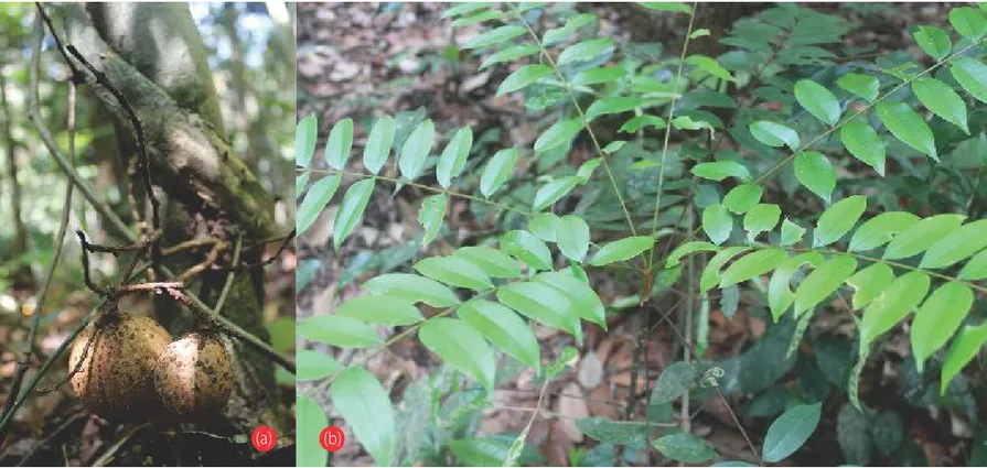 Gambar 36. Akar belungi (Callerya nieuwenhuisii) (a) dan pasak bumi (Eurycoma longifolia) (b),  jenis tumbuhan yang biasa digunakan sebagai obat sakit pinggang
