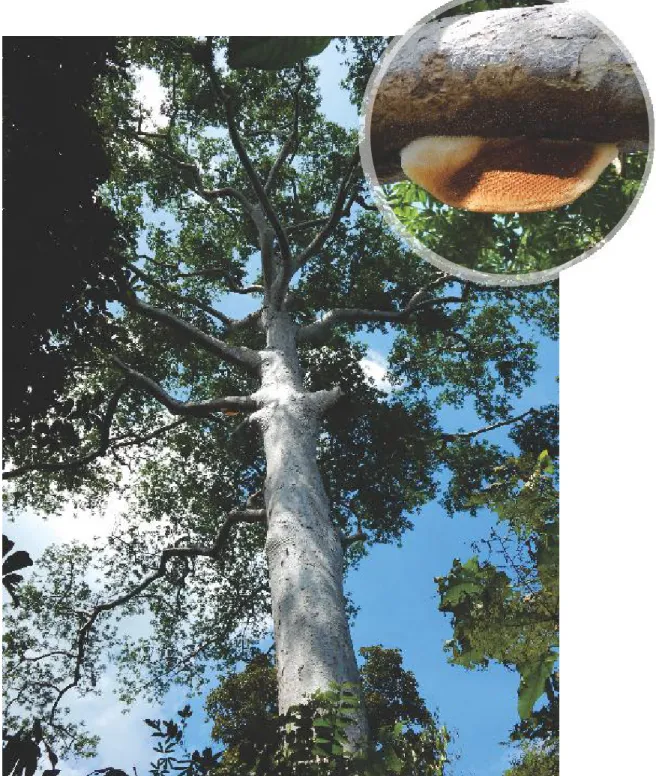 Gambar 39. Sarang lebah madu hutan (Apis dorsata) pada pohon Banggeris (Koompassia excelsa)