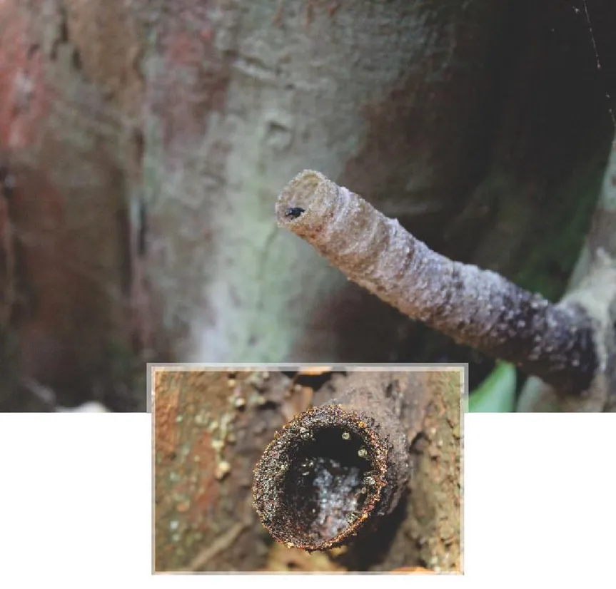 Gambar  40. Sarang lebah kelulut (Trigona sp. ) yang banyak ditemukan di batang pohon  Jambu-jambu (Syzygium sp.)