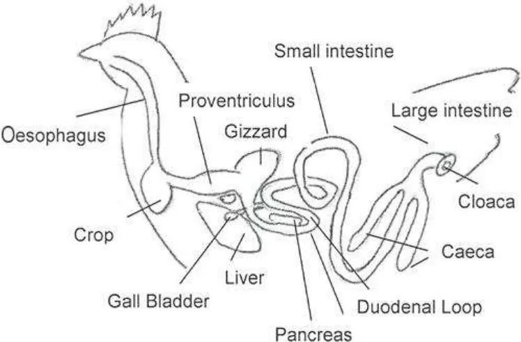 Gambar Sistem Digesti Ayam 