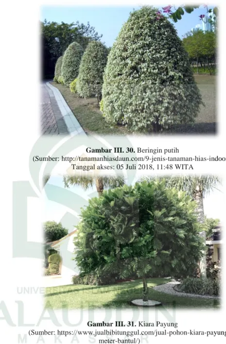 Gambar III. 31. Kiara Payung 