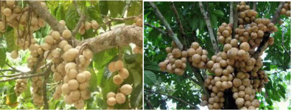 Gambar tanaman duku 