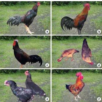 Gambar 1.  Beberapa jenis ayam lokal Indonesia, ayam bangkok (a), ayam pelung(b), ayam hutan hijau (c), ayam kampung (d), ayam kedu hitam (e), danayam Nunukan (f).
