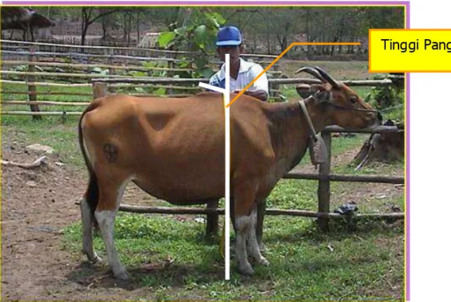 Gambar 2.  Cara mengukur tinggi panggul ternak 