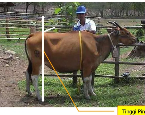 Gambar 3.  Cara mengukur tinggi pinggul ternak 