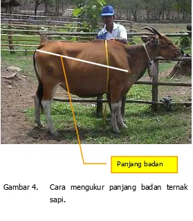 Gambar 4.  Cara mengukur panjang badan ternak 