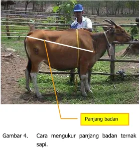 Gambar 4.  Cara mengukur panjang badan ternak 