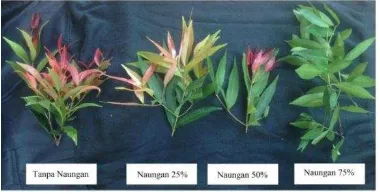 Gambar 1 Hasil warna daun Syzygium oleana pada berbagai tingkat naungan 