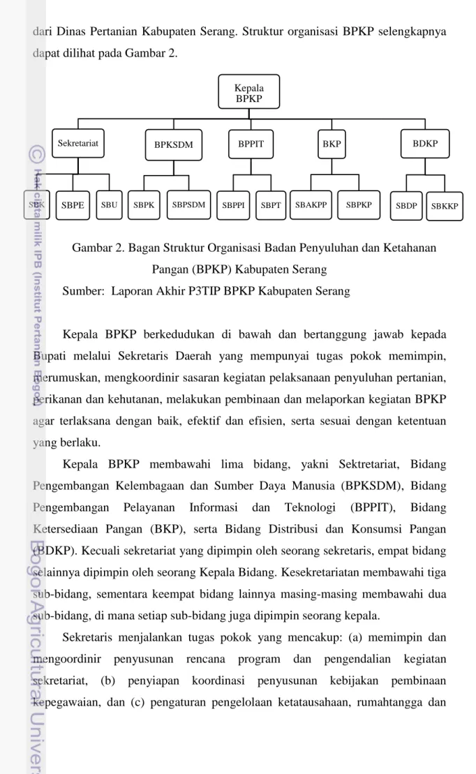 Gambar 2. Bagan Struktur Organisasi Badan Penyuluhan dan Ketahanan  Pangan (BPKP) Kabupaten Serang 