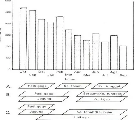Gambar 2.  Diagram pola tanam tanaman semusim berdasarkan distribusi curah  hujan di Kubang Ujo, Jambi (Sumber: Tuherkih, 1996)