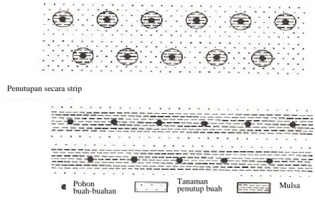 Gambar 5. Bagan penyebaran mulsa di lahan pertanian (Sumber: FFTC, 1995). 