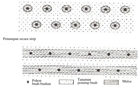 Gambar 5. Bagan penyebaran mulsa di lahan pertanian (Sumber: FFTC, 1995). 