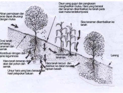 Gambar 1.  Konsep sistem budi daya lorong (Sumber: Kang et al., 1989) 