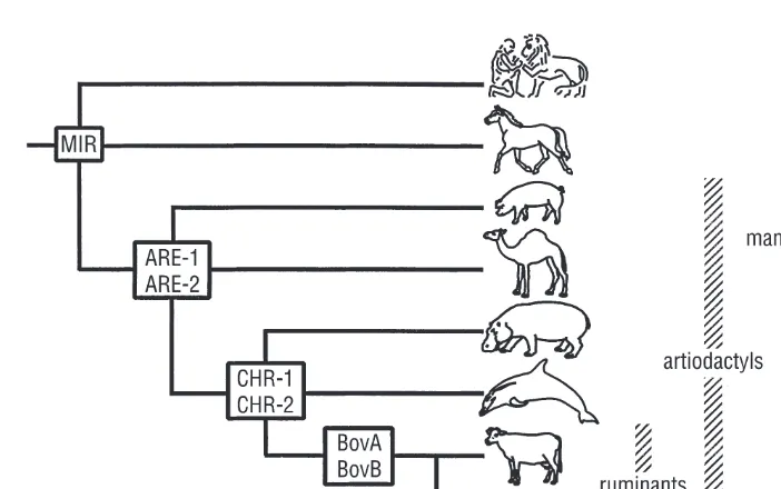 Fig. 1.1.Phylogeny of the order of the artiodactyls, as based on the sharing of interspersedrepeat elements: the mammalian-wide interspersed repeat (MIR; Jurka et al., 1995); the artio-dactyl ARE-1B and ARE-2B repeats (Alexander et al., 1995; Buntjer et al., 1997); thecetacean/hippopotamus/ruminant CHR-1 and CHR-2 repeats (Shimamura et al., 1997);and the ruminant SINE repeat elements Bov-A and Bov-B (Jobse et al., 1995).