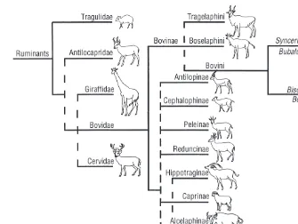 Fig. 1.2.Phylogeny of the order of ruminants, the family of Bovidae and the subfamily of theBovinae and the main division within the tribe of the Bovini (Buntjer et al., 1997; Gatesy et al.,1997; Montgelard et al., 1997).
