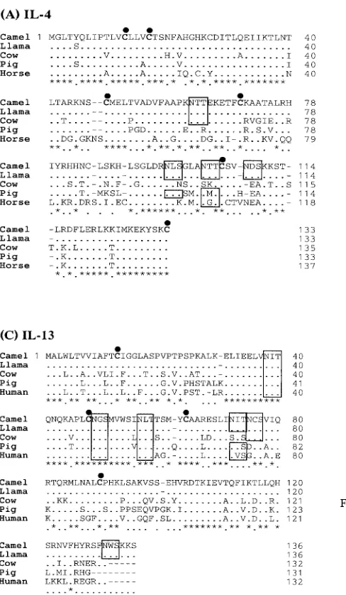 Fig. 2.Alignment of the deduced amino acid sequences of the