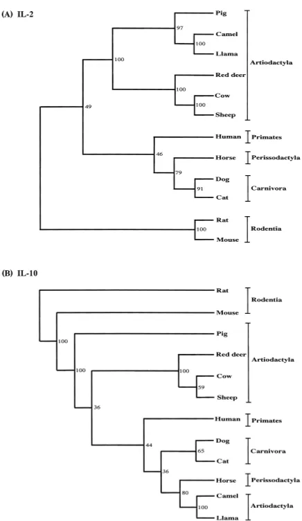 Fig. 3.Phylogenetic relationship based on nucleic acid sequencesof IL-2 (A) and IL-10 (B) from several mammalian speciesincluding the camel