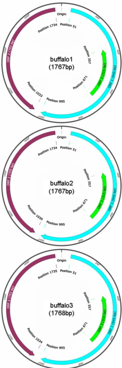 Fig. 1. Genome maps of the PCV2 isolates of buffalo1, buffalo2 and buffalo3 in thisstudy