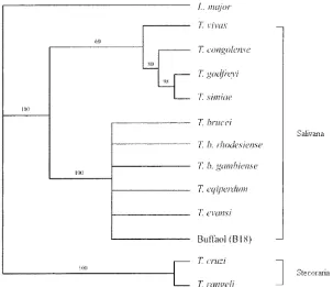 Fig. 1.Phylogenetic relationship of 18S rDNA obtained from the likelihood methodsamong Trypanosoma spp
