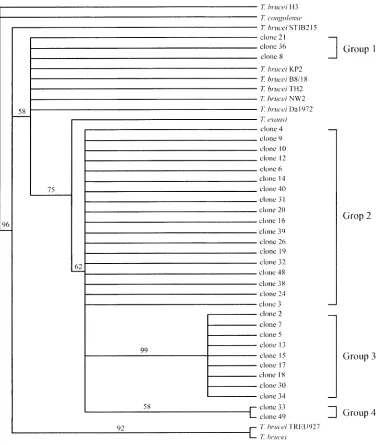 Fig. 2.A maximum parsimony methods of ITS-1 among 32 clones of T. evansi B18 isolates and T
