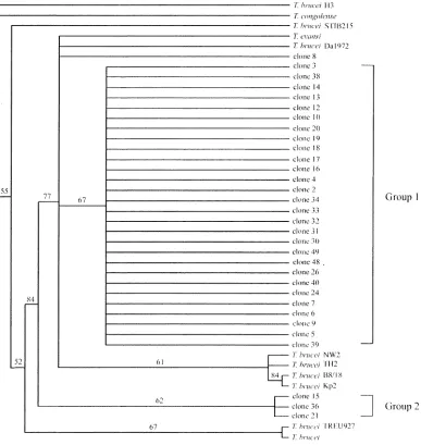 Fig. 3.A maximum parsimony of ITS-2 among 32 clones of T. evansi B18 isolated and T. brucei, outgroup with T