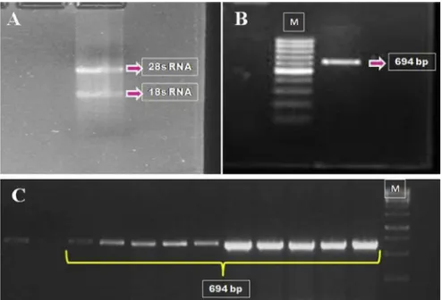 Fig. 1. RNA on 1.5% agarose gel revealing two distinct bands- 28s RNA and 18s RNA (A).PCR ampliﬁed product of BuIFN-T (694 bp) (B)