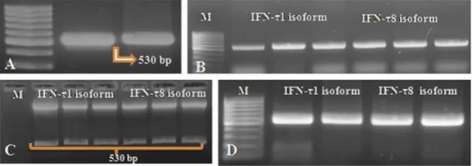 Fig. 2. PCR amplicolonies for both isoforms from transformed top 10 cells: showing three positive clones each for BuIFN-T1 and BuIFN- T8 isoform (B)