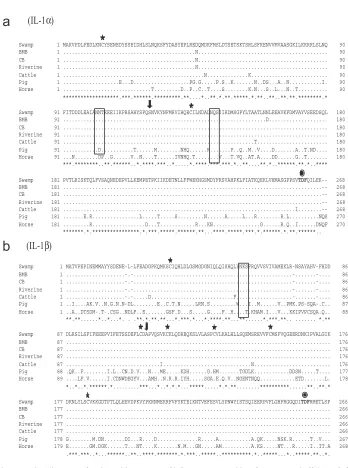 Fig. 1. (a–d). Alignment of amino acid sequences of inﬂammatory cytokines from swamp buffalo (Bubaluscarabanensis), riverine buffalo (Bubalus bubalis), BMB, CB, cattle, pig and horse