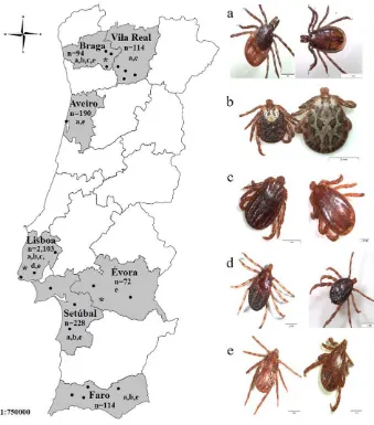 Fig. 1. Map of Portugal showing the total number of hard ticks collected byindicated by letters (atick species collected are present (female specimens ﬂagging per districts (Braga, Vila Real, Aveiro, Lisboa, Setúbal, Évora and Faro)