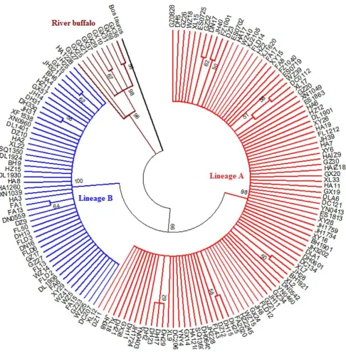 Figure 2. ML tree of 157 Chinese buffalo haplotype.