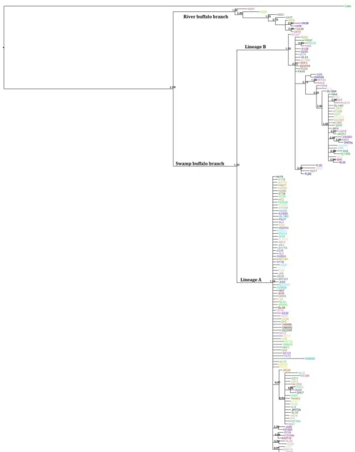 Figure 3. Bayesian tree based on 157 haplotypes this study.