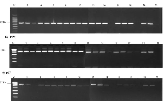 Fig. 3. PCR ampliﬁcation of genes encoding Theileria parva antigens from Marula schizont-infected leukocyte cultures