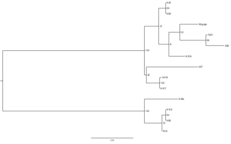 Fig. 4. Maximum Likelihood phylogenetic tree generated using N-terminal sequences of T