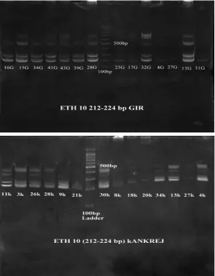 Table 4. Genetic diversity data of nine microsatellites in Gir and Kankrej. 