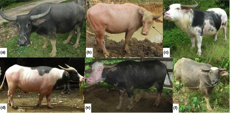 Figure 1 Variations of coat and eye color phenotype in swamp buffalo. (a) Solid coat color with black iris