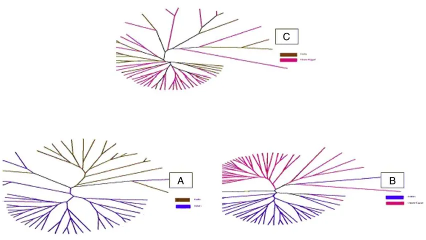 Fig. 1. Radial (unrooted) phylogenetic tree representing inter-individuals genetic distance within the Delta and the Italian (A), the Southern-Egypt andthe Italian (B) and the Delta and the Southern-Egypt (C) buffalo groups using DA genetic distance on 15 microsatellite loci and NJ method ofclustering.