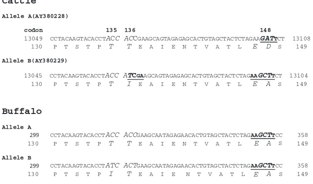 Figure 3Partial nucleotide and amino acid sequences of cattle and buffalo alleles A and B, showing polymorphic sites (large font andItalics) in cattle (codons 136 and 148 of the mature protein) and in buffalo (codon135 and codon 136{silent mutation})