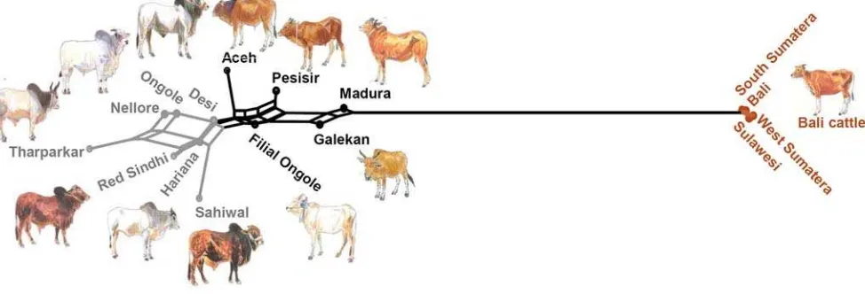 Figure 1. Locations of sampling and genetic constitution of Indonesian cattle populations