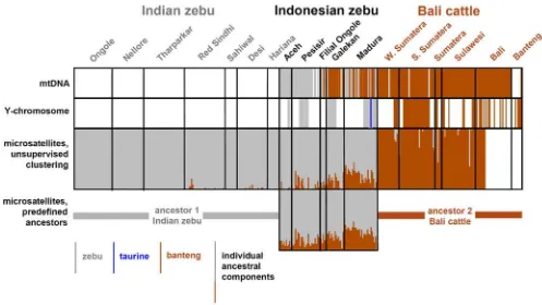 Figure 2. Genomic components of Indonesian cattle animals. Animals are represented as vertical lines, the color of which indicates zebu ofbanteng mitochondrial DNA (top panel), zebu, taurine or banteng Y-chromosomal DNA (second panel, only for males), the 
