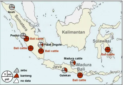 Figure 3. NeighborNet graph of genetic distances of Indonesian cattle populations. The animal pictures are from [8] or were drawn fromphotographs.doi:10.1371/journal.pone.0005490.g003