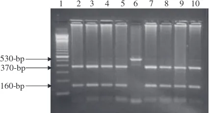 Fig. 3Ethidium bromide-stained gel of ampliﬁed PCR productsLane 1: 100-bp ladder marker