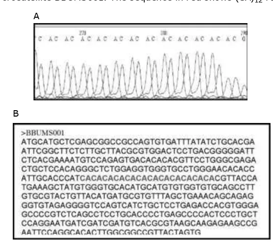 Figure 1. a) chromatogram showing (ca)12 repeat from an microsatellite isolated, named BBumS001