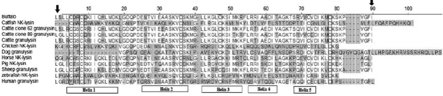 Fig. 2. Phylogram based on deduced amino acids sequences of buffalo andvarious species GNLY/NK-lysin.