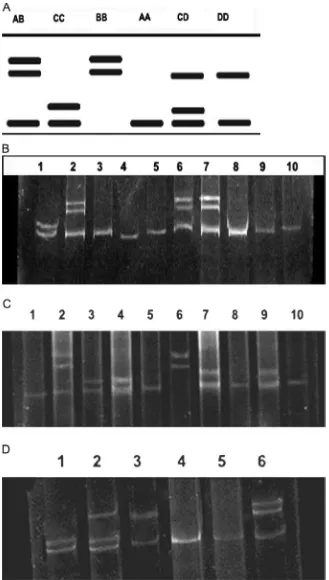 Fig. 3. SSCP-genotyping of buffalo, Baladi cattle and Holstein cattle based on leptin gene polymorphisms