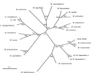 Fig. 1. Unrooted phylogenetic tree based on the ITS comparison, suggesting a monophyletic relationship among hemoplasmas and M