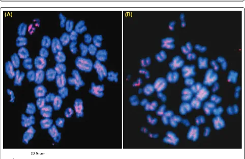 Figure 6 Fluorescence in situ hybridization (FISH) of pDp1 (A) clone on buffalo metaphase chromosomes (a) and karyotype (b)