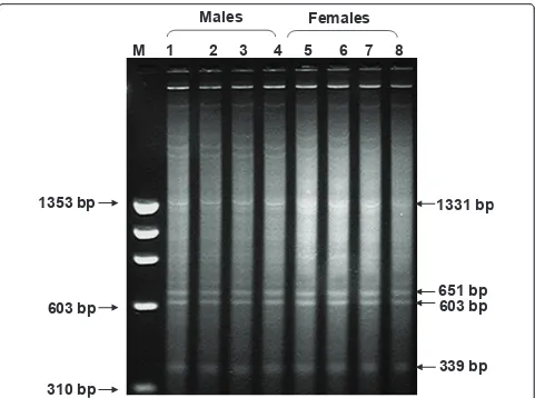 Figure 1 Agarose gel showing restriction digestion of buffalo Bubalus bubalis, genomic DNA with RsaI enzyme