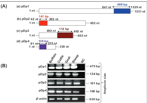 Figure 3 PCR amplification of bovine genomic DNA using internal primers designed from the ORF of buffalo RsaI sequences.Schematic representation (A) shows PCR strategy used for amplification of ORF regions of RsaI sequences corresponding to 489, 141, 112 a