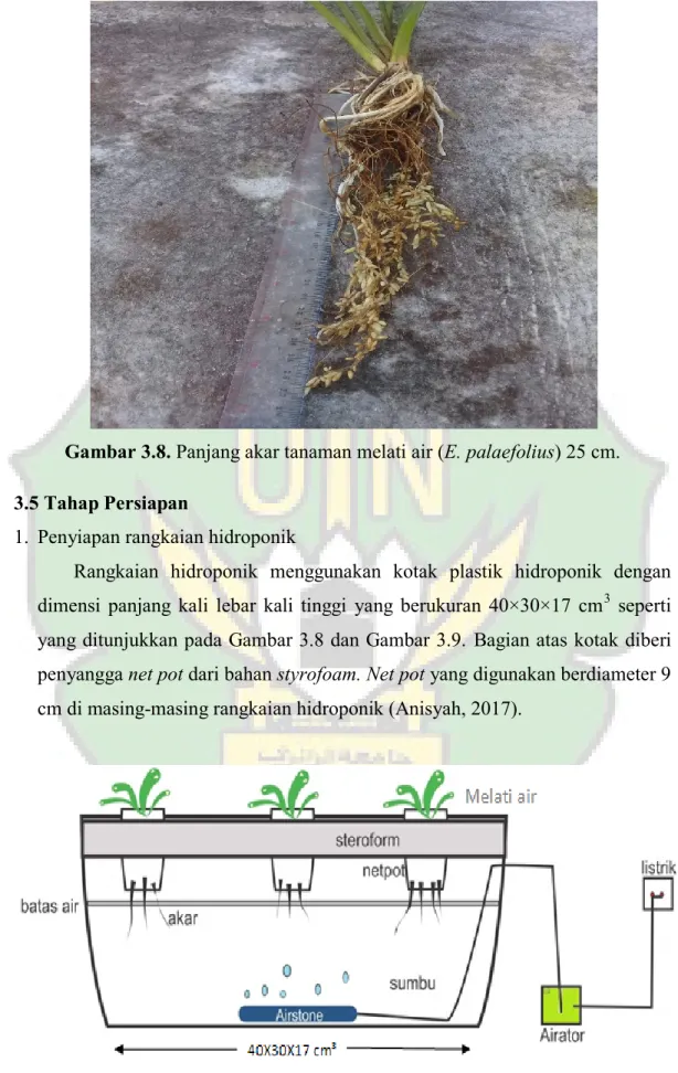 Gambar 3.8. Panjang akar tanaman melati air (E. palaefolius) 25 cm.  3.5 Tahap Persiapan 