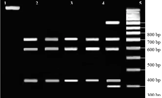 Figure 2. Digestion results of PCR products of mtDNA D-loop regions with Aluproducts or uncut fragment (1024 bp), line 2 is 124, 400, and 500 bps, line 3 is 124, 400, and 500 bps, line 4 is I enzyme (Line 1 is PCR 124, 400, and 500 bps, line 5 is 124, 400, and 500 bps, line 6 is 100, 124, 124, 400, 500, and 800 bps (Heteroplasmy), and line M is 100 bp DNA ladder (Fermentas, Germany), respectively) 